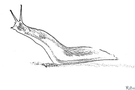 slugs Coloring Pages To Print